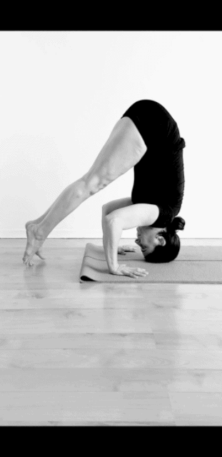 #graziayoga #robbieyoga #Iyengaryoga #yogainforesthill #yogalondon #staysafe #voronavirus #covid19 #robbiegrazia #yogaforhealth #sunsalutation #surianamaskar